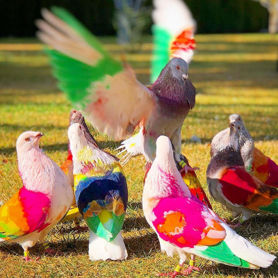 La colombicultura, de fiesta